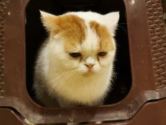 -Cappucimeow猫咪咖啡馆(韦伯时代店)
