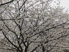 -武汉大学-樱园