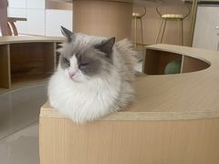 -鼓捣猫呢主题猫咖店