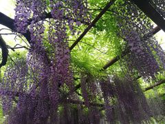 -嘉定紫藤园
