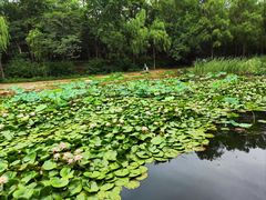 -云岗森林公园
