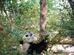 -都江堰中华大熊猫苑