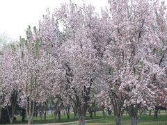 -莲花池公园
