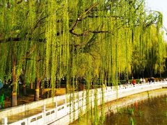 -莲花池公园