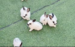 -萌宠亲子动物乐园(槐房万达店)