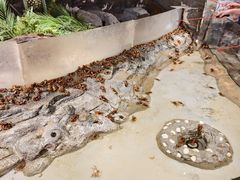 -正佳雨林生态植物园