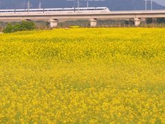 -光明小镇欢乐田园