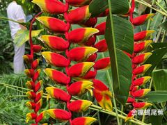 -中国科学院西双版纳热带植物园
