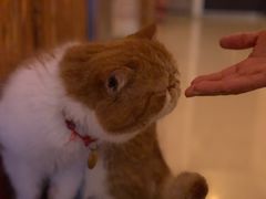 -名猫咖啡馆·撸猫·拼豆