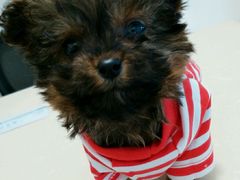 android_upload_pic-菲丽丝宠物医院·24小时·猫科中心·免疫点(淮海分院)