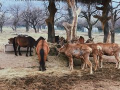 -西安秦岭野生动物园