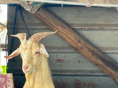 -马陆小张葡萄园农家乐