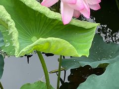-上海滨江森林公园