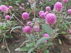 -沈阳植物园