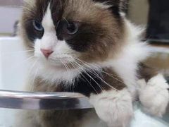 -佐罗家宠物馆·猫文化馆(紫霞路店)