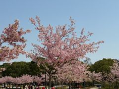 -新江湾城公园