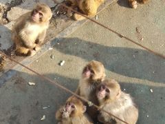 -青藏高原野生动物园