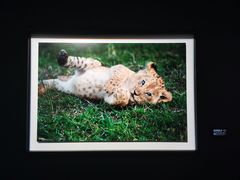 -罗红摄影艺术馆