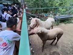-栾川竹海野生动物园