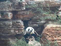 -石家庄市动物园