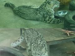 -青藏高原野生动物园
