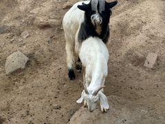 -石家庄市动物园