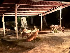-清迈夜间动物园