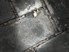 -圆明园停车场