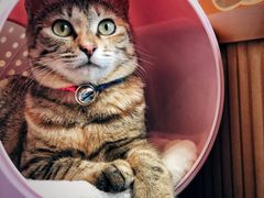 -芭比堂动物医院·犬猫全科·异宠专科(雁塔分院)