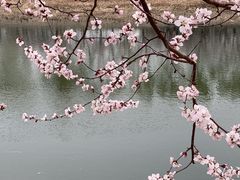 -桃花堤公园