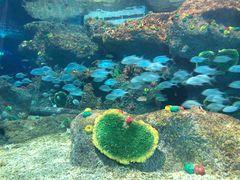 -沙沙哗啦海洋馆(华宇百花谷店)