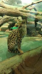 -Zoolung Zoolung动物主题公园(海信广场店)