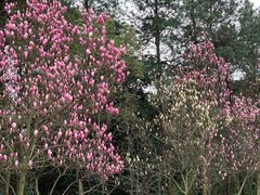 -铁山坪森林公园