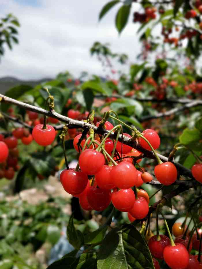 崂山樱桃畅吃-"周末时光阳光正好,趁着假期和朋友一起去崂.