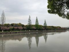 -高东镇樱花园