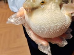-肆月河豚·新淮扬(金融街店)