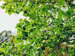 -上海佘山国家森林公园天马山园