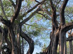 -瑞丽独树成林风景区