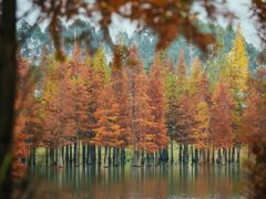 -白鹭湾湿地公园