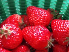 -昌平兴寿秀秀草莓采摘园