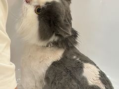 -momokira米努特·德文卷毛猫·棉花面纱犬