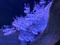 -Zoolung Zoolung动物主题公园(海信广场店)