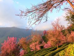-无量山自然风景保护区