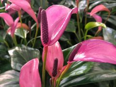 -荷兰花海