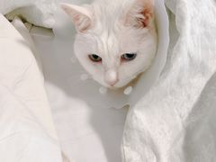 -纳吉亚猫专科动物诊疗中心(蒋宅口分院)