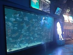 -烟台海昌鲸鲨海洋公园