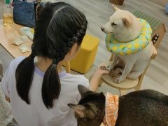-柴迷FANS CLUB·柴犬狗咖·猫咖