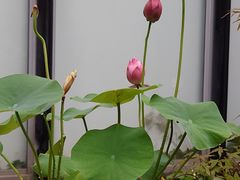 -陈家山荷花公园