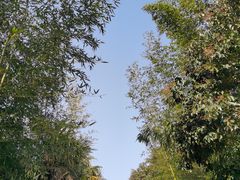 -东平国家森林公园