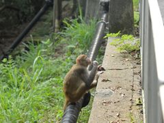 -狮子山郊野公园